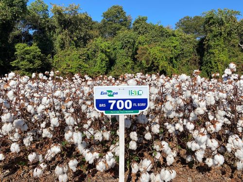 GENÉTICA: Brasil desenvolve cultivares de algodão com fibra longa e resistência a doenças